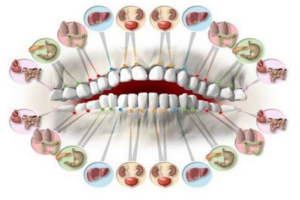 Всеки зъб е свързан с орган в тялото, а всяка болка може да е сигнал за проблеми с определени органи